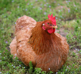 Gallina