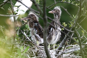 heron bihoreau