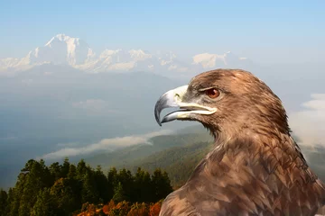 Deurstickers eagle © StanOd