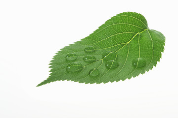 Obraz premium 新緑の葉と水滴