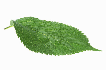 新緑の葉と水滴