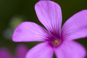 macro de la flor silvestre