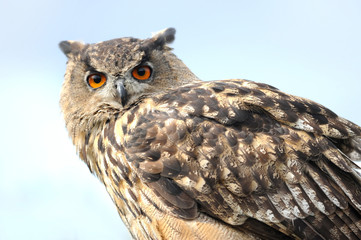 Raubvogel 10
