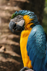 Blue and yellow macaw (Ara ararauna)