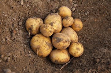 Potatoes