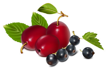 Vector. Ripe plums with black currants.
