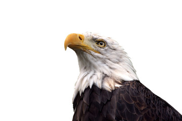 Obraz premium weisskopfseeadler