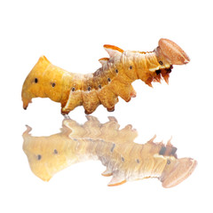 yellow caterpillar with reflection