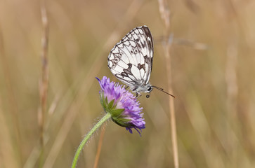 Schmetterling