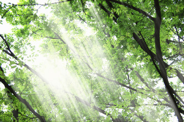 Naklejka premium 新緑