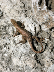 Lizard