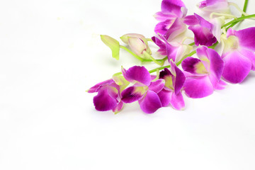 Dendrobium Phalaenopsis