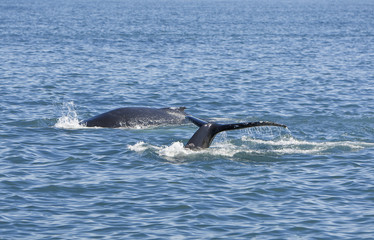 Two Humpback Whales