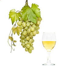 Goblet with wine and grapevine isolated on white background