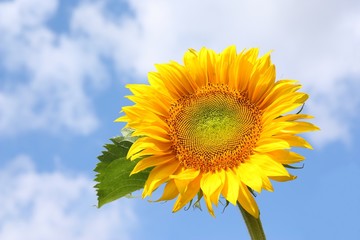Obraz premium sunflower with blue sky
