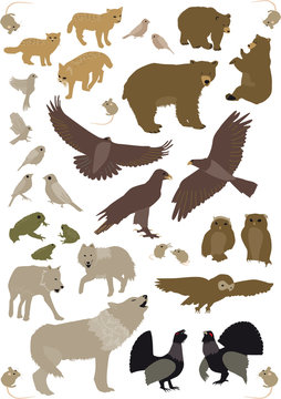 tiere des Waldes vol.02 Color