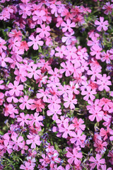 Fototapeta premium 芝桜