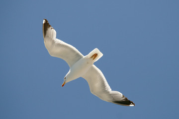 Gull glide in blue