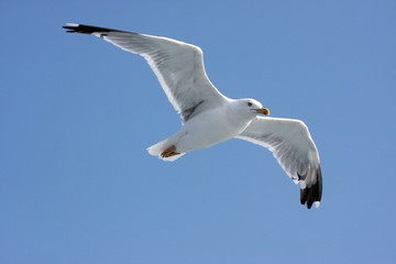 Close-up of seagull