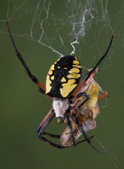 Spider eating hopper