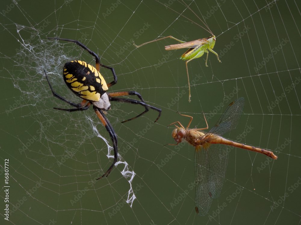 Sticker spider, hopper, and dragonfly in web