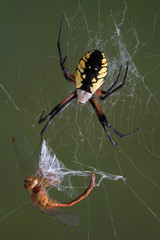 Spider on web with dragonfly