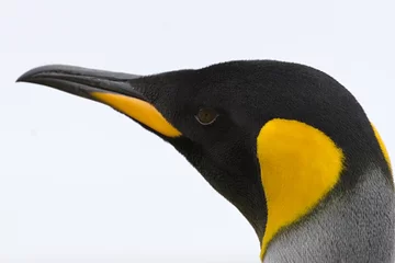 Crédence de cuisine en verre imprimé Pingouin Manchot royal (Aptenodytes patagonicus)