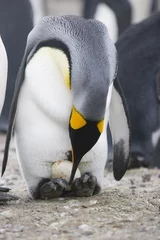Foto op Plexiglas Pinguïn met ei © willtu