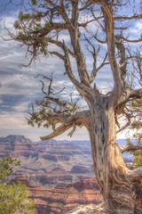 Fototapeta na wymiar Tree Overlooking the Grand Canyon