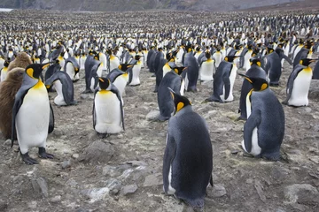 Papier Peint photo Pingouin COLONIE DE PINGOUIN ROI