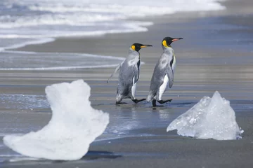 Poster Pinguïns en ijs © willtu