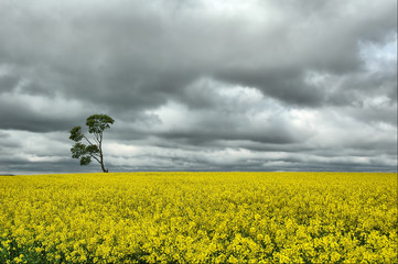 single tree in the field