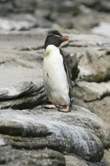 Fototapeta premium Rockhopper penguin (Eudyptes chrysocome)