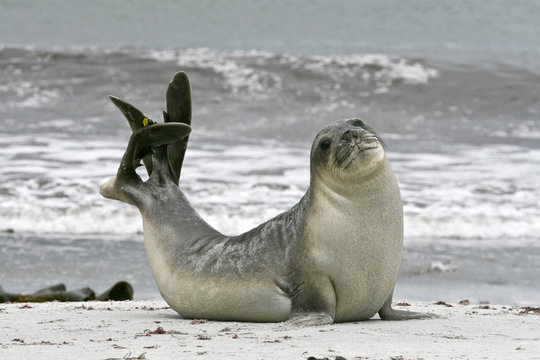 Fototapeta Southern elephant seal (Mirounga leonina)