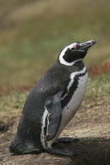 Naklejka premium Magellanic penguin (Spheniscus magellanicus)