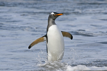 Gentoo penguin (Pygoscelis papua)