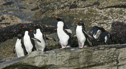 Rockhopper penguins (Eudyptes chrysocome)