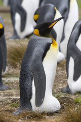 King penguin (Aptenodytes patagonicus)