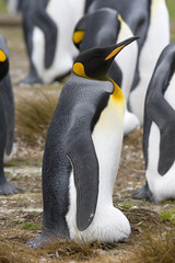 Fototapeta premium King penguin (Aptenodytes patagonicus)