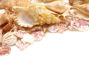 Different shells isolated on a white background