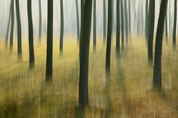 Naklejka premium alberi 209