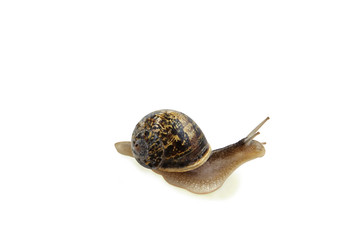 Garden snail isolated over white with clipping path.