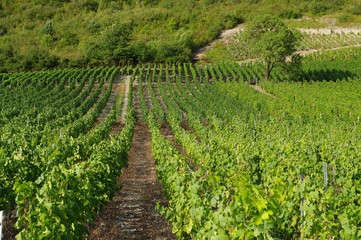 Fototapeta na wymiar vignes de savoie