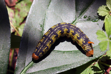 Striped Hawkmoth larva