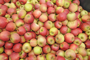 Äpfel