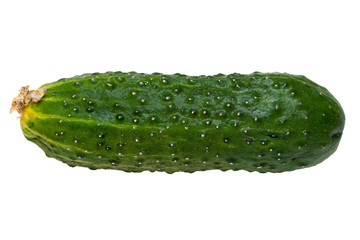 Cucumber