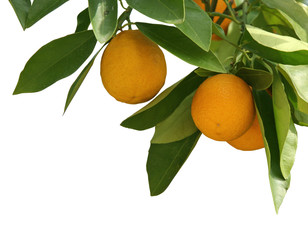 oranges sur branche