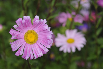 Fototapeta premium Astro - Callistephus chinensis
