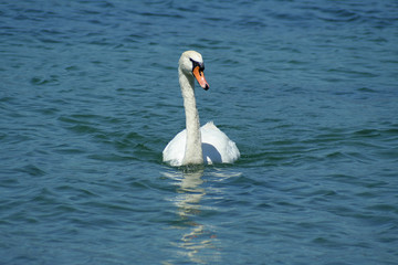 Cygne