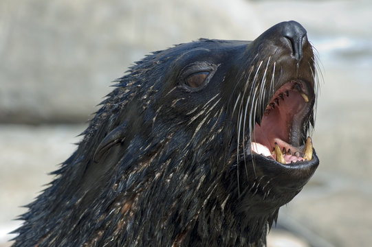 Barking South American Fur Seal